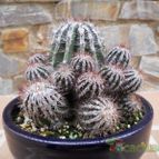 Collecion de Humi