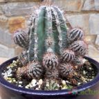 Collecion de Humi