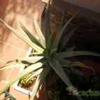 Collecion de Humi