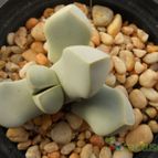 Collecion de Humi