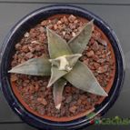Collecion de Humi