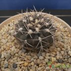 Collecion de Humi
