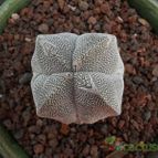 Collecion de Humi