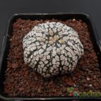 Collecion de Humi