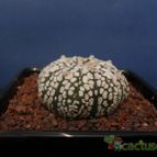 Collecion de Humi