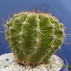 Collecion de Humi