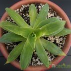 Collecion de Humi