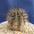 Collecion de Humi