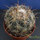 Collecion de Humi