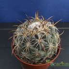 Collecion de Humi