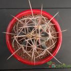 Collecion de Humi