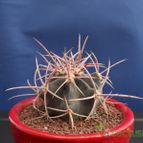 Collecion de Humi