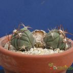 Collecion de Humi