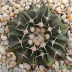 Collecion de Humi