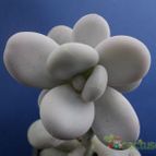 Collecion de Humi