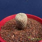 Collecion de Humi