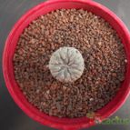 Collecion de Humi