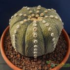 Collecion de Humi