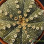 Collecion de Humi