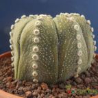 Collecion de Humi