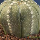Collecion de Humi