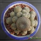 Collecion de Humi