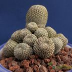 Collecion de Humi