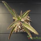 Collecion de Humi