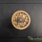 Collecion de Humi