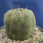 Collecion de Humi