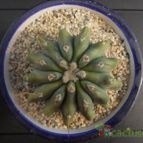 Collecion de Humi