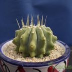Collecion de Humi