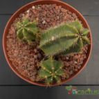 Collecion de Humi