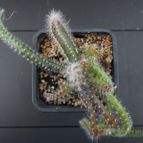 Collecion de Humi