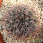 Collecion de Humi