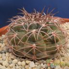 Collecion de Humi