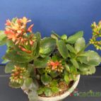 Collecion de Humi