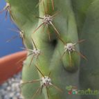 Collecion de Humi