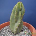 Collecion de Humi