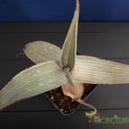 Collecion de Humi
