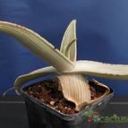 Collecion de Humi