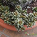 Collecion de Humi
