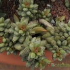 Collecion de Humi