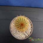 Collecion de Humi