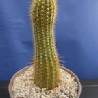 Collecion de Humi