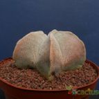 Collecion de Humi