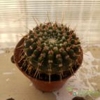 Collecion de Humi