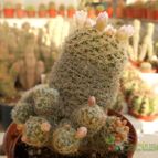 Collecion de Humi