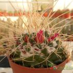 Collecion de Humi