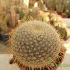 Collecion de Humi